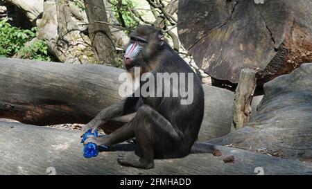 Mandrill rit assis sur un tronc d'arbre et tenant un bouteille en plastique Banque D'Images