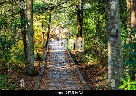 Cime de pins dans les montagnes d'Allegheny forêt nationale de Monongahela Cranberry Glades Wilderness, Virginie-Occidentale avec chemin le long de la promenade en bois randonnée Banque D'Images