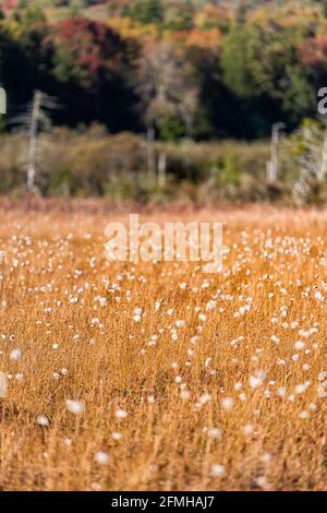 Vue verticale sur l'herbe de coton à l'automne champ de prairie à l'automne à Cranberry Glades Wilderness, Virginie occidentale avec Allegheny montagnes Monongahe Banque D'Images