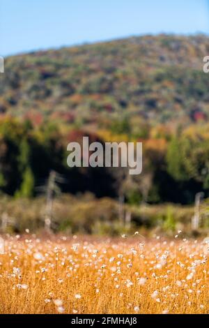 Vue verticale sur l'herbe de coton à l'automne champ de prairie à l'automne à Cranberry Glades Wilderness, Virginie occidentale avec Allegheny montagnes Monongahe Banque D'Images