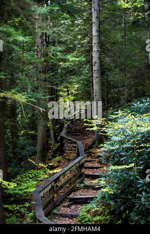 Vue verticale sur une promenade en bois marches escalier sentier de randonnée jusqu'à la chute d'eau de Falls of Hills Creek dans la forêt nationale de Monongahela à Allegheny Mountains, W Banque D'Images