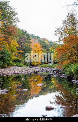 Vue verticale sur le paysage naturel du matin de la rivière Tea creek en automne coloré avec les arbres de forêt feuillage et les rochers pierres dans l'eau peu profonde avec Banque D'Images