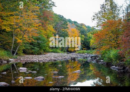 Le matin, paysage de la nature de la rivière Tea creek en automne coloré tombez avec le feuillage des arbres forestiers et les pierres de rochers dans peu profond Eau avec réflexion dans Wes Banque D'Images