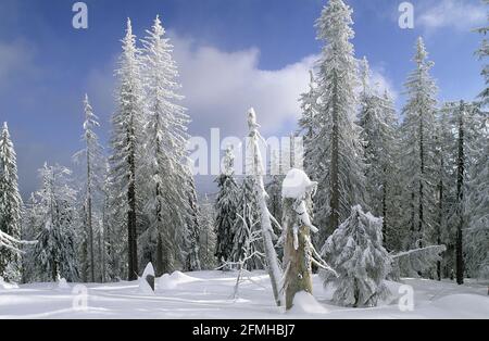 Arbres enneigés. Paysage d'hiver le matin pendant le gel extrême. Parc national Bavarian Forest, Allemagne Banque D'Images