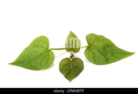 Branche de paulownia tomentosa isolée sur fond blanc Banque D'Images