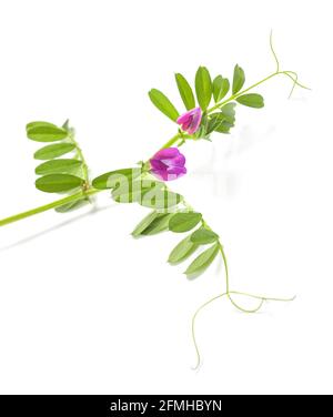 Plante vetch commune isolée sur fond blanc Banque D'Images