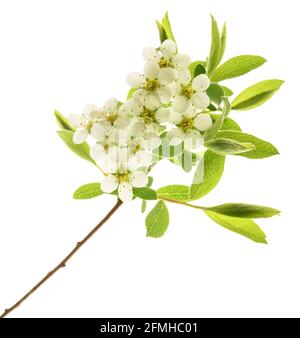 Fleurs de Spirea isolées sur fond blanc Banque D'Images