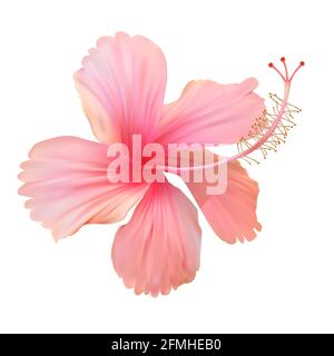 Fleur d'hibiscus rose isolée sur fond blanc. Illustration vectorielle Illustration de Vecteur