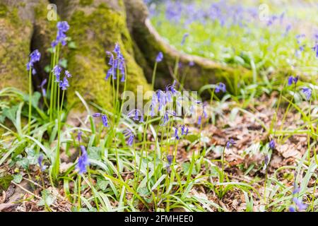 Colonies de jacinthe sauvage / bluebell anglais dans les bois Banque D'Images