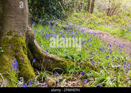 Colonies de jacinthe sauvage / bluebell anglais dans les bois Banque D'Images