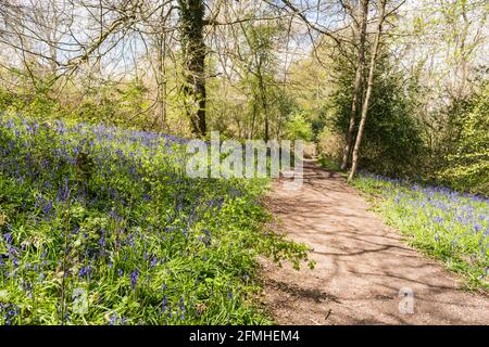 Colonies de jacinthe sauvage / bluebell anglais dans les bois Banque D'Images