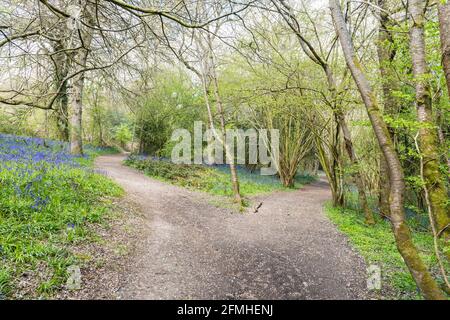 Colonies de jacinthe sauvage / bluebell anglais dans les bois Banque D'Images