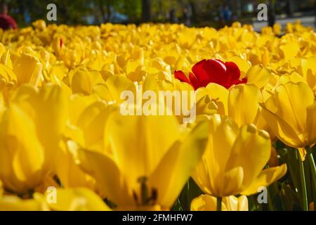 Une tulipe rouge parmi beaucoup de tulipes jaunes. Banque D'Images