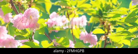 Belle fleur rose sakura cerisier et feuilles vertes dans la lumière douce du soleil. Fond floral de printemps, panorama, bannière. Banque D'Images