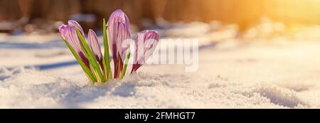 Crocuses - fleurs violettes fleuries faisant leur chemin de sous la neige au début du printemps, gros plan avec l'espace pour le texte, la bannière Banque D'Images