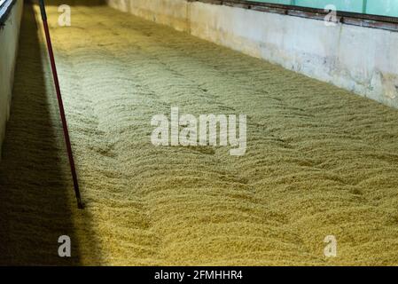 Cave à germination de malt. Chambres immenses sous terre avec une température humide pour cracher le malt. Le sous-sol de grande envergure avec des graines. Banque D'Images