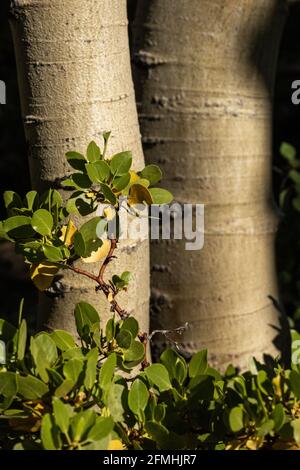 Le petit arbre pousse au bord de la grande forêt dans Parc national de Great Basin Banque D'Images