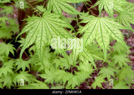 Acer palmatum ‘Shigitatsu sawa’ Japanese Maple Shigitatsu sawa – Ghostlike transparent pâle green profondément veined Leaves, May, Angleterre, Royaume-Uni Banque D'Images