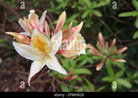 Azalea / Rhododendron ‘Northern Hi-Lights’ jaune pâle fleurs en forme d’entonnoir avec un blotch jaune foncé, mai, Angleterre, Royaume-Uni Banque D'Images