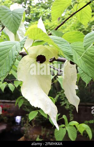 Davidia involucrata ‘Sonoma’ Handkerchief – fleurs vert pâle avec anthères rouges entourées de bractées blanches crémeuses, feuilles vertes vives, Banque D'Images