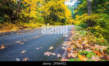 Dans les Cascades de Washington, les vents traversent les couleurs de l'automne. Les feuilles sont tombées le long de la route asphaltée au cours de laquelle elles sont passées sous les arbres en évolution Banque D'Images