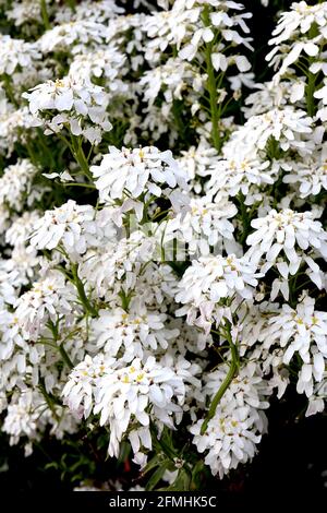 Iberis 'White Pinnacle' candytuft White Pinnacle – cascade de fleurs blanches avec pétales en forme de cuillère, mai, Angleterre, Royaume-Uni Banque D'Images