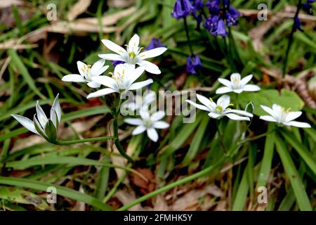 Ornithogalum umbellatum Garden star-of-Bethlehem – pointes de fleurs blanches avec dos de pétale vert, mai, Angleterre, Royaume-Uni Banque D'Images