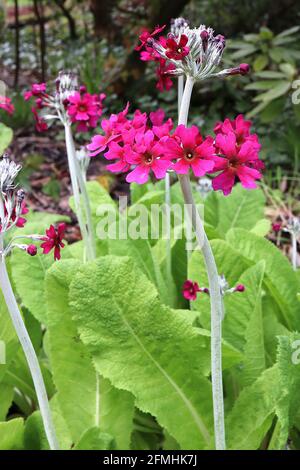 Primula pulverulenta mealy primrose - niveaux radiaux de fleurs roses profondes en forme d'étoile avec des centres rouges sur de grandes tiges, Mai, Angleterre, Royaume-Uni Banque D'Images