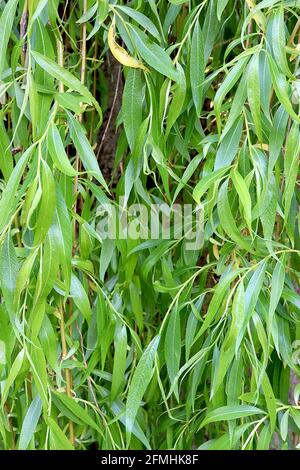 Salix babylonica saule de pleuring – cascade de feuilles vertes fraîches pendantes allongées et étroites, mai, Angleterre, Royaume-Uni Banque D'Images