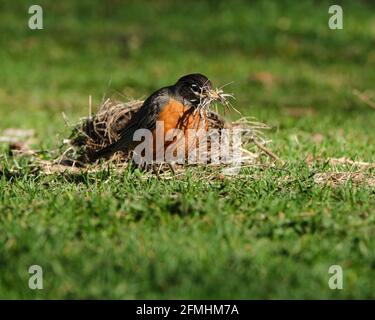 Robin des bois d'Amérique, Turdus migratorius, rassemblant des brindilles du nid tombé après une tempête de vent Banque D'Images