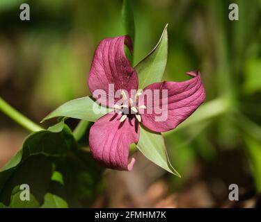 Un seul Trillium pourpre (Trullium erectum) en pleine floraison dans la forêt de l'Ontario, au Canada Banque D'Images