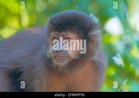 Singe Capuchin dans les tropiques dans le parc national des chutes d'Iguazu En Argentine Banque D'Images