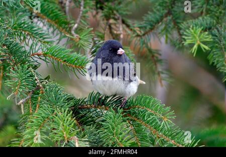 junco, un Junco à yeux foncés de couleur ardoise, est perché sur une branche d'épinette verte dans une région rurale du Canada de l'Alberta. Banque D'Images
