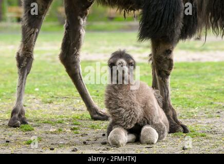 Berlin, Allemagne. 06e mai 2021. Agnetha est le nom du chameau nouveau-né Bactrian à Tierpark Berlin, debout ici avec sa mère Samantha. Les chameaux de Bactrian dans le zoo ont une progéniture double. Till est né il y a 4 semaines et Agnetha le 30 avril. Les chameaux de Bactrian sont facilement distinguables des dromadaires par leurs deux bosses. Credit: Jens Kalaene/dpa-Zentralbild/ZB/dpa/Alay Live News Banque D'Images