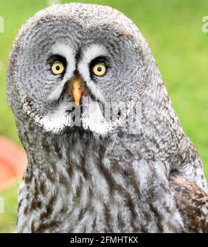 08 mai 2021, Saxe-Anhalt, Wörlitz: Bien qu'aucun spectacle aérien ne soit actuellement autorisé en raison de la pandémie, Bruno la grande chouette des cornes doit suivre chaque jour son entraînement avec falconer Jim Ohle dans le parc Wörlitz. Le hibou de 14 ans est l'un des 16 oiseaux de proie qui doivent maintenir leur routine pour les performances et ne pas avoir d'interruptions. Le charpentier formé a fait de son passe-temps une profession depuis 15 ans et espère maintenant avec ses aigles, vautours, bourdonnards, faucons et hiboux bientôt aux ouvertures pour ses spectacles aériens. Photo: Waltraud Grubitzsch/dpa-Zentralbild Banque D'Images