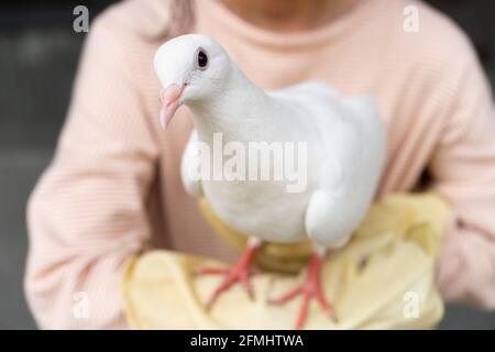 un pigeon blanc domestique debout sur un bras de filles et regarder la caméra Banque D'Images