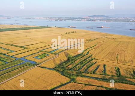 Anqing, Chine. 09e mai 2021. Les blés deviennent jaunes et sont en récolte à Anqing, Anhui, Chine le 09 mai 2021.(photo par TPG/cnschotos) crédit: TopPhoto/Alamy Live News Banque D'Images