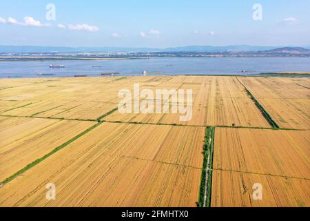 Anqing, Chine. 09e mai 2021. Les blés deviennent jaunes et sont en récolte à Anqing, Anhui, Chine le 09 mai 2021.(photo par TPG/cnschotos) crédit: TopPhoto/Alamy Live News Banque D'Images