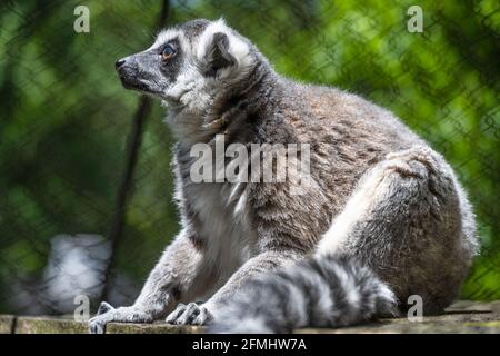Lemur à queue circulaire (Lemur catta) au zoo d'Atlanta, en Géorgie. (ÉTATS-UNIS) Banque D'Images