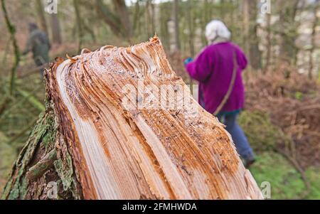 Couple de personnes âgées marchant le long d'un sentier de randonnée à travers une forêt isolée forêt dans la campagne rurale paysage avec souche d'arbre en premier plan Banque D'Images