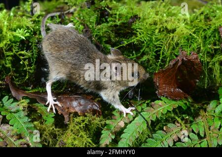 Apodemus sylvaticus souris bois Banque D'Images