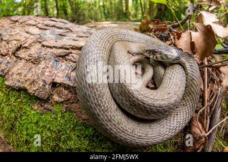 Serpent d'herbe méditerranéenne Natrix astreptophora dans son habitat forestier avec un flux Banque D'Images