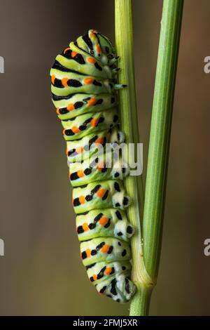 Gros plan sur le papillon à queue de cyprès Papilio machaon grimpant une branche Banque D'Images