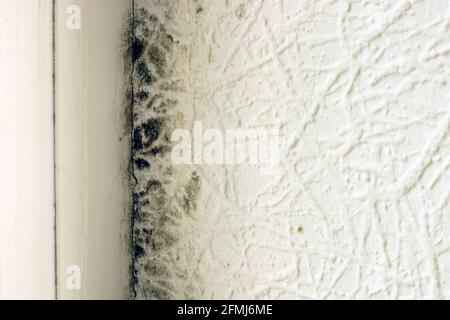 Moule sur le mur près de la fenêtre en plastique dans la maison. Banque D'Images