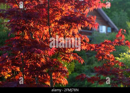 Érable de Norvège « Crimson King » (Acer platanoides Crimson King) Banque D'Images