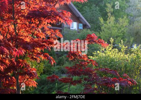 Érable de Norvège « Crimson King » (Acer platanoides Crimson King) Banque D'Images