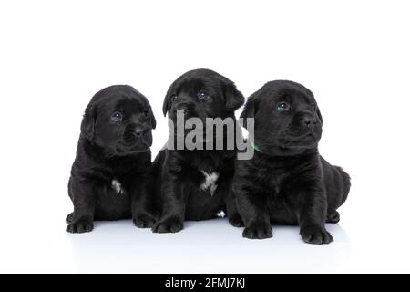 adorable famille de trois petits chiots labrador retriever regardant vers le haut et à côté, assis à côté l'un de l'autre et posant isolé sur fond blanc en s. Banque D'Images