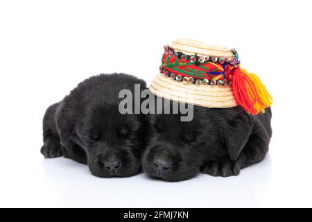 couple charmant de petits chiots labrador retriever dormant ensemble et pose sur fond blanc en studio Banque D'Images