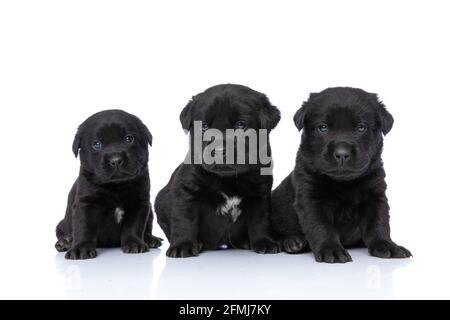 adorable famille de trois petits labrador retriever chiots à la recherche côté et assise isolés sur fond blanc en studio Banque D'Images