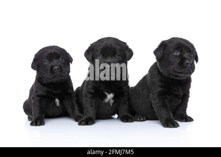 adorable rangée de chiens labrador retriever curieusement à la recherche et assis isolé sur fond blanc en studio Banque D'Images